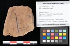 Foto (Objekt + Etikett) von Pinus oceanines Unger (NHMW-GEO-2024-0188-0297)